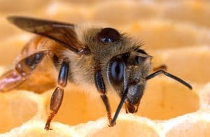 varroa
