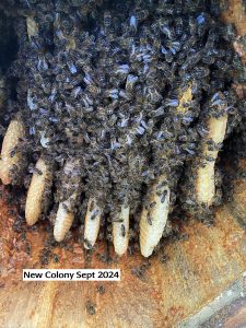 New Colony