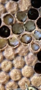 three partially chewed out pupae in the patch of uncapped cells with pupae at the pink/purple-eyed stage