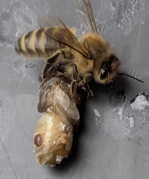 Worker bee removing infested larva