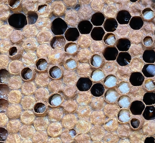 uncapped brood indicating varroa sensitive bees