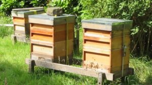 national bee hives