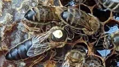 queen bee marked white
