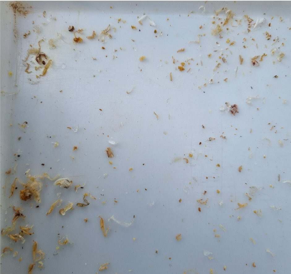 exoskeletons on hive insert