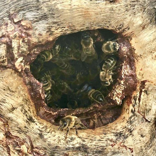 bee-hole-in-tree-Joe-Ibbertson