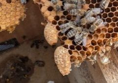 bee-rescue-1000025396