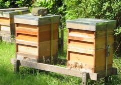 national bee hives