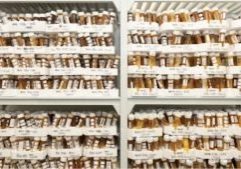 honey samples