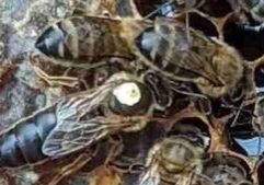 queen bee marked white